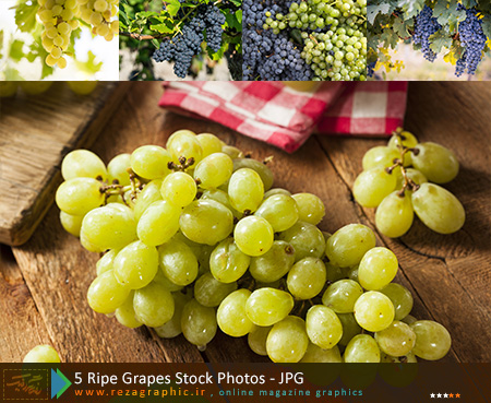  5 تصاویر استوک انگور - Ripe Grapes Stock Photos | رضاگرافیک